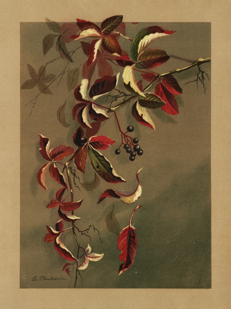 Autumn Leaves With Black Berries