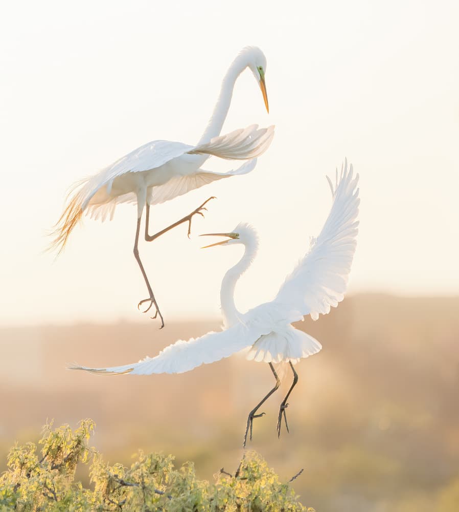 Egrets in Golden Light by Alex Li — canvas wall art