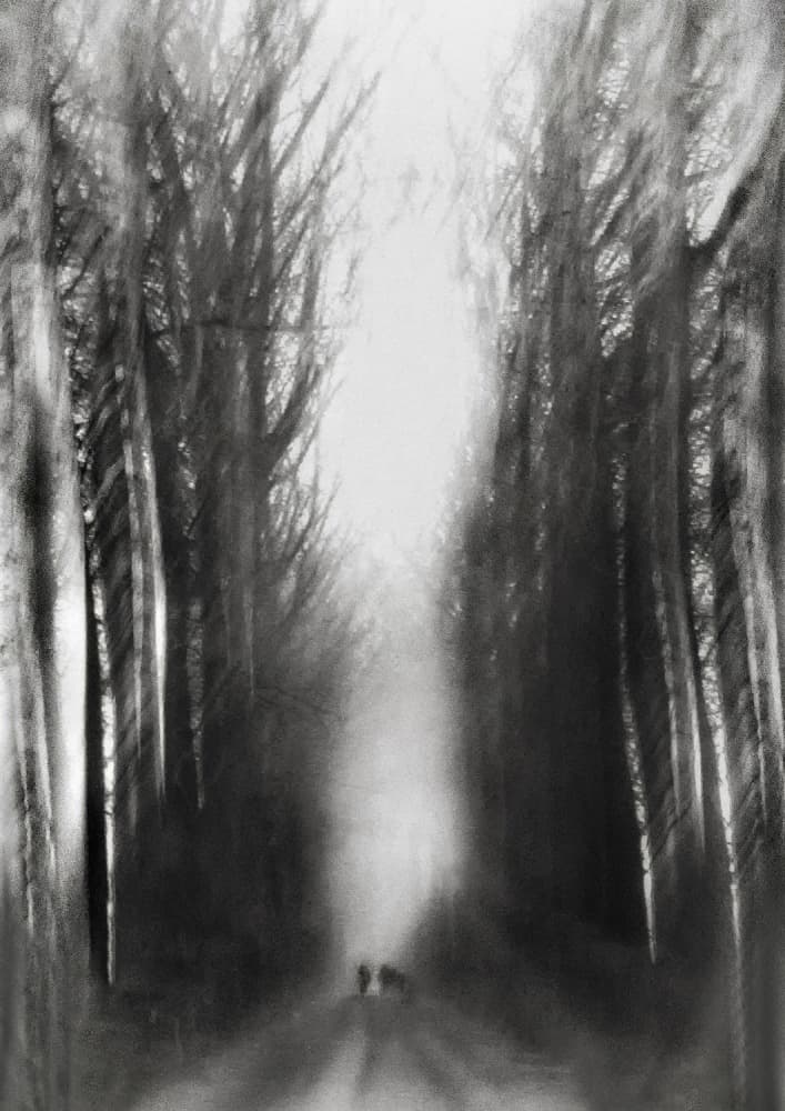 Misty Forest Path by Yvette Depaepe — canvas wall art