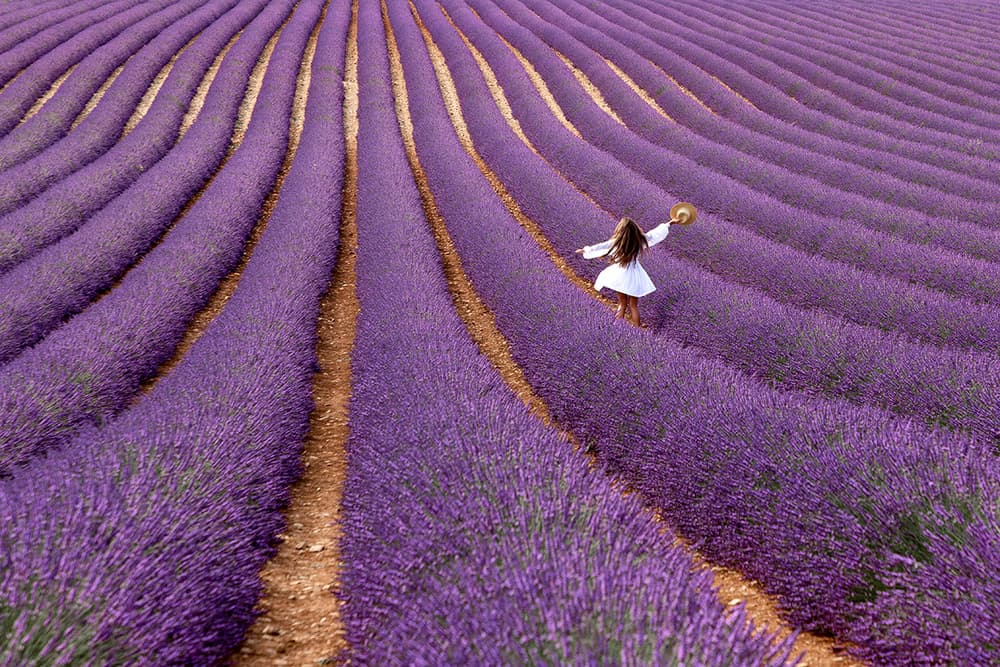 Graceful Lavender Field Walk by Massimo Della Latta — canvas wall art