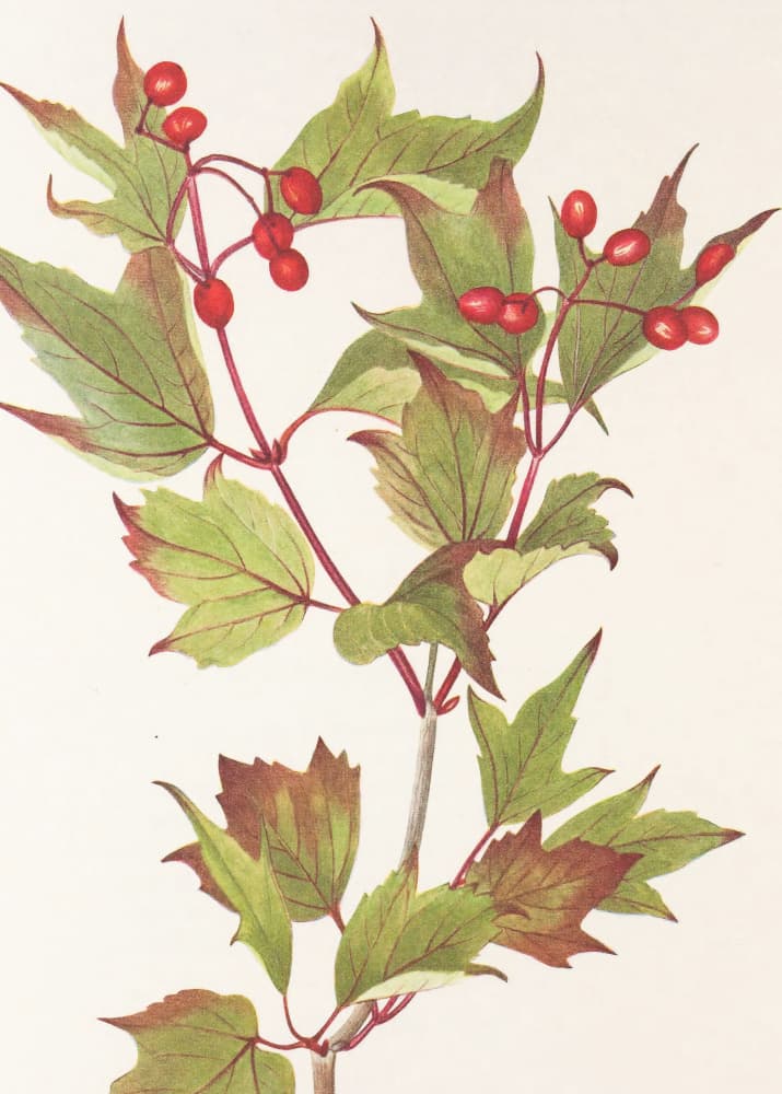 Guelder Rose From North American Wildflowers (1925) By Mary Vaux Walcott. by Mary Vaux Walcott — canvas wall art
