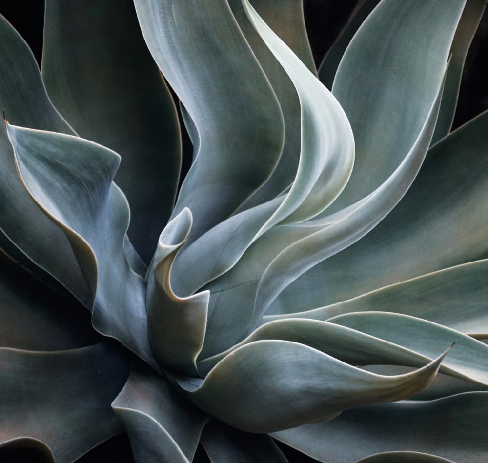 Agave Leaf Curves by Robin Wechsler — canvas wall art