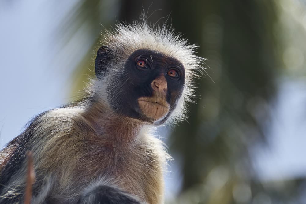 Curious Red Colobus Monkey by Andrey Shpek — canvas wall art