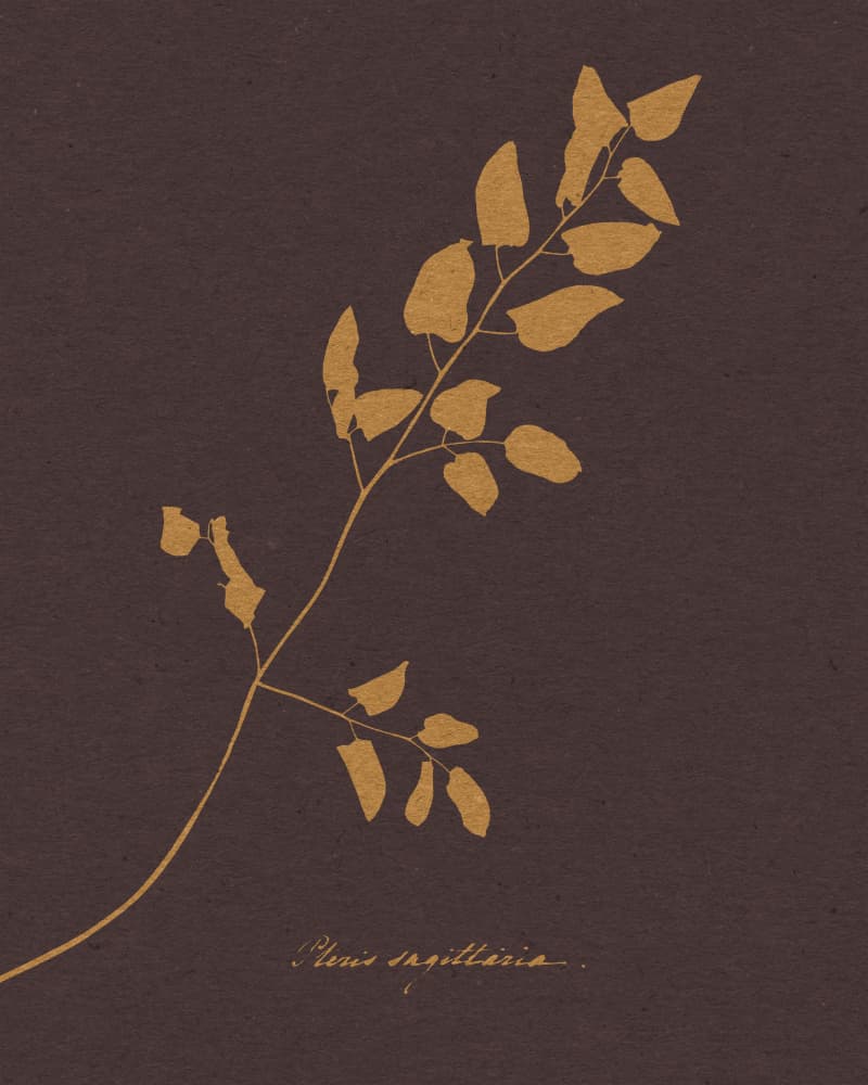 Elegant Botanical Fern by Wild Violets — canvas wall art