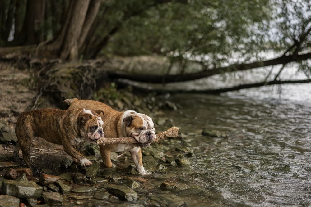 Bulldogs Share a Stick by Gert van den Bosch — canvas wall art