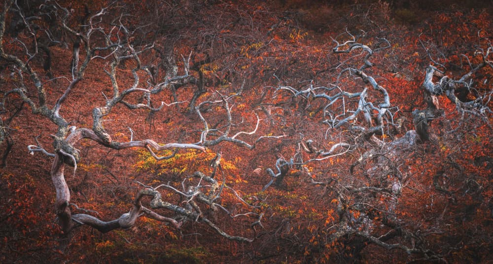 Twisted Autumn Trees by Masaki Sugita — canvas wall art