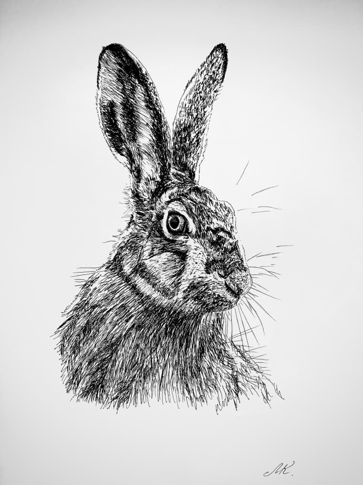 Curious Hare Drawing