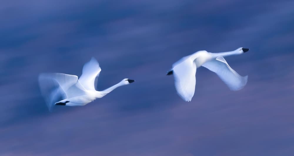 Graceful Swans in Flight by Kenneth-Wei Zeng — canvas wall art