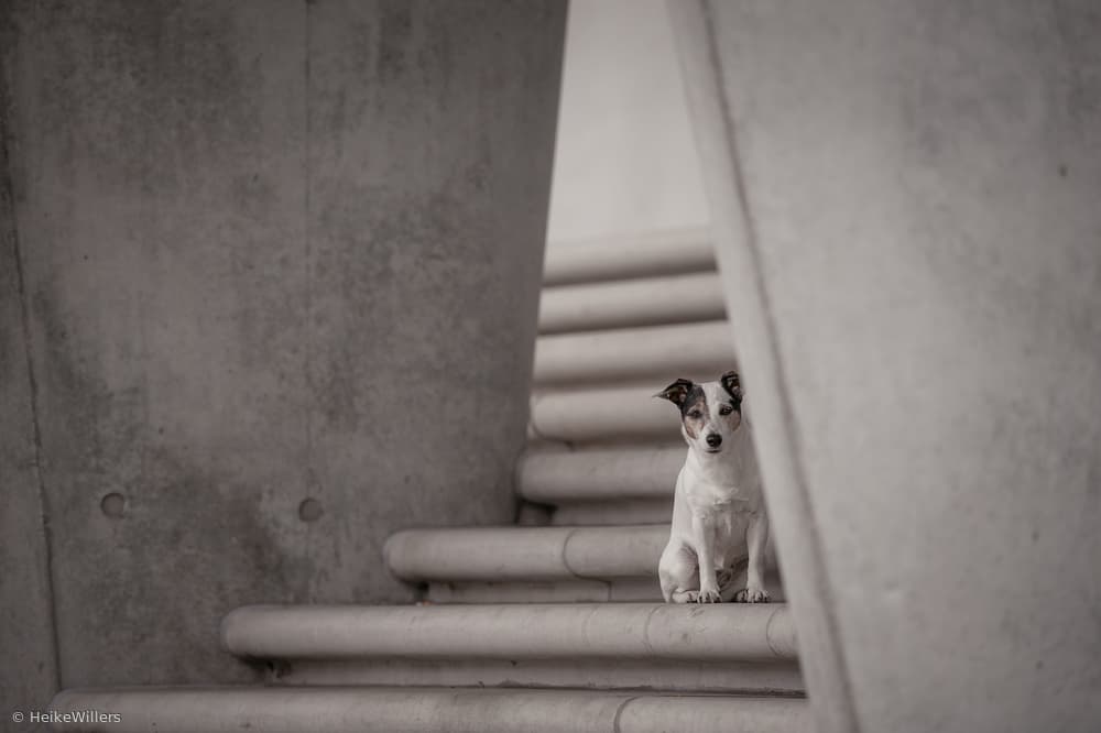 Jack Russell On Stairs by Heike Willers — canvas wall art