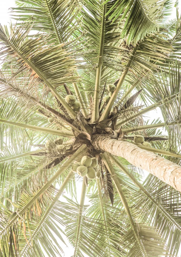 Coconut Canopy by Shot by Clint — canvas wall art
