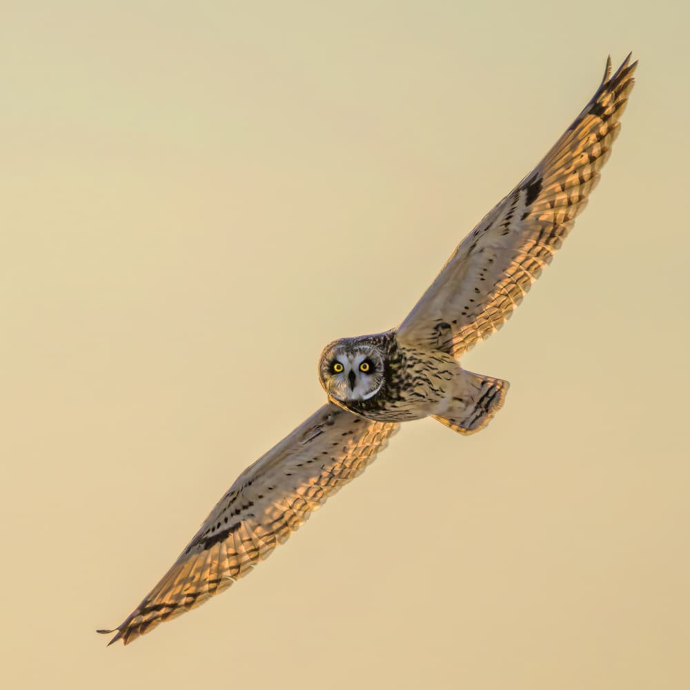 Golden Hour Owl by Jacob (Jian) Xu — canvas wall art
