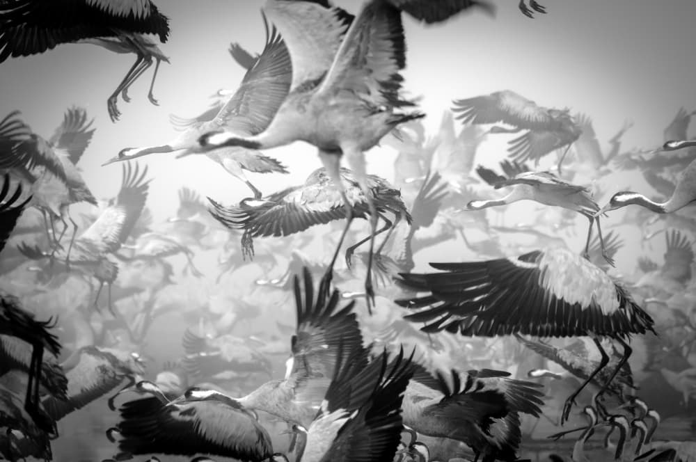 Dynamic Crane Flock by Ido Meirovich — canvas wall art