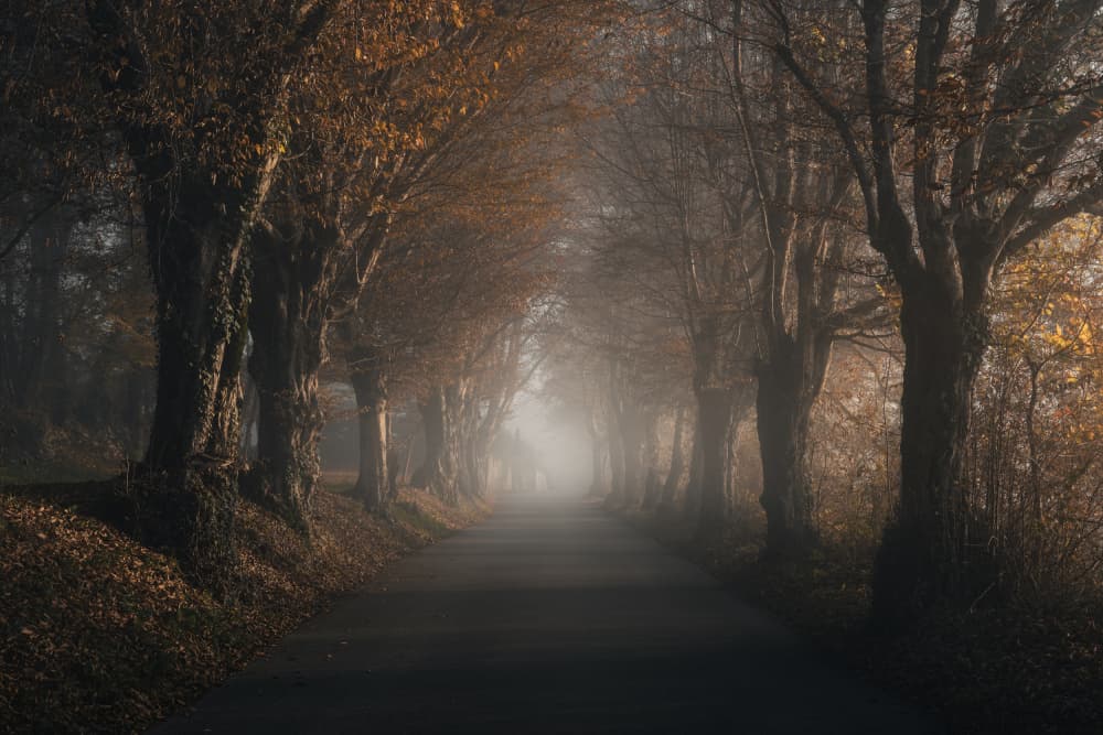 Misty Autumn Road by Thomas de Franzoni — canvas wall art