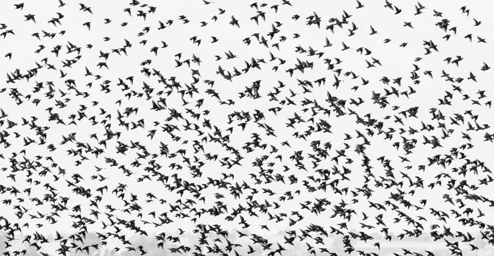 Murmuration Of Wild Birds by Uschi Hermann — canvas wall art
