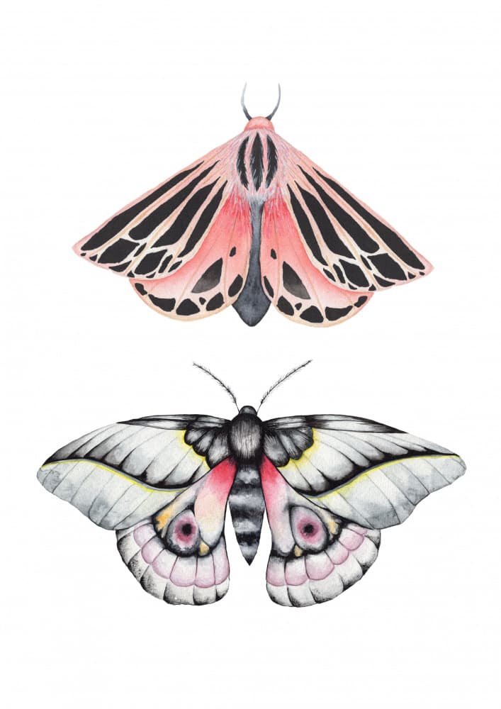 Pink and White Moths by Linda Sitniece — canvas wall art