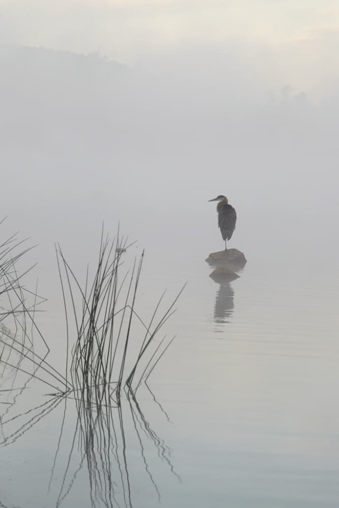 Misty Morning Heron by Eric Zhang — canvas wall art
