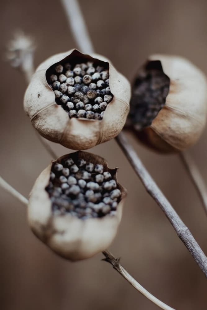 Nature's Capsules by Treechild — canvas wall art