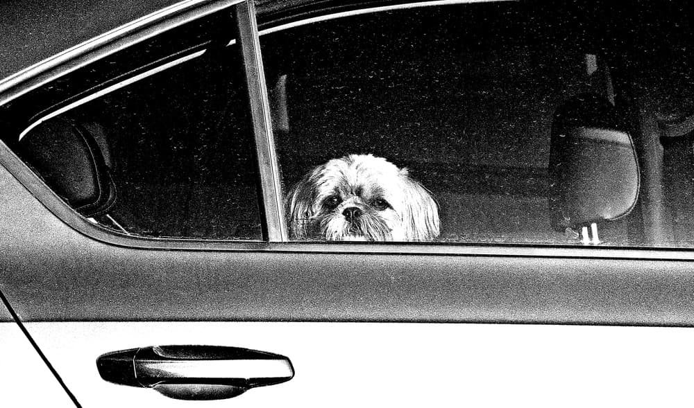Curious Dog In Car by Ray Clark — canvas wall art