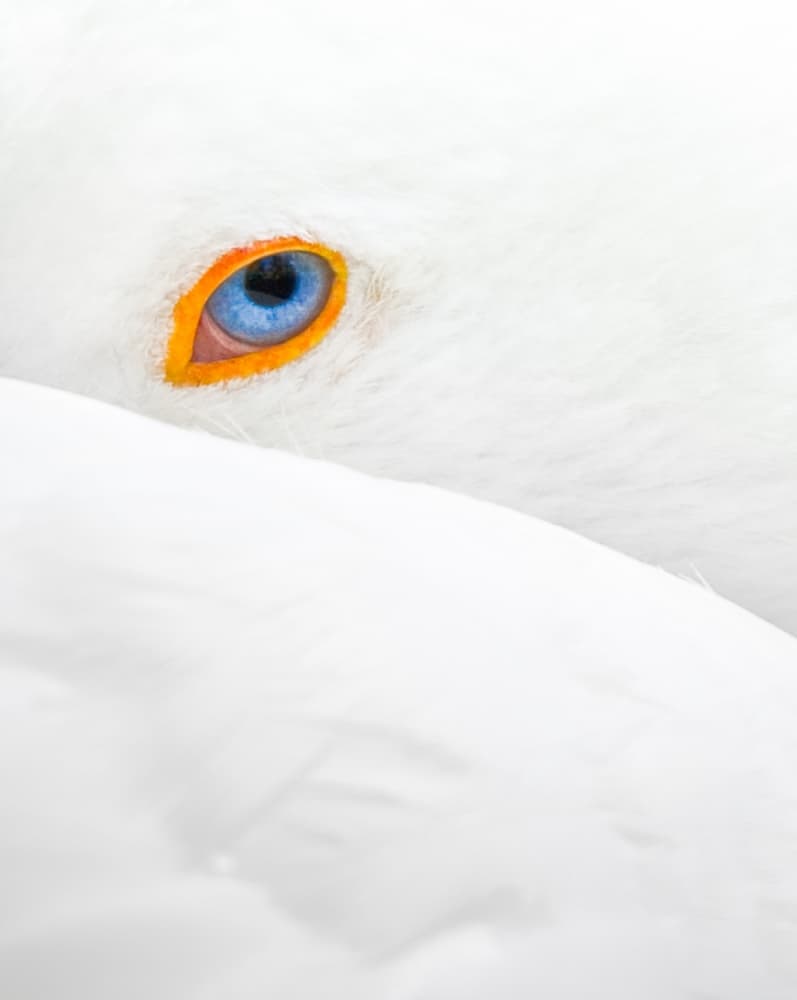 Vibrant Blue Bird Eye by Jean-Luc BESSON — canvas wall art