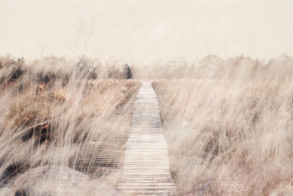 Serene Boardwalk Path by Imaginative — canvas wall art