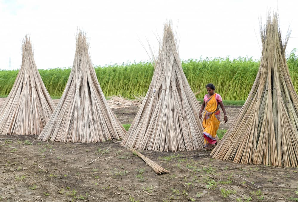 Jute Field Harvest by Shaibal Nandi — canvas wall art