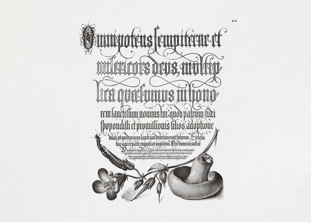 Centipede, Wood Cranesbill, and Mushroom Bw Horizontal by Georg Bocskay and Joris Hoefnagel — canvas wall art
