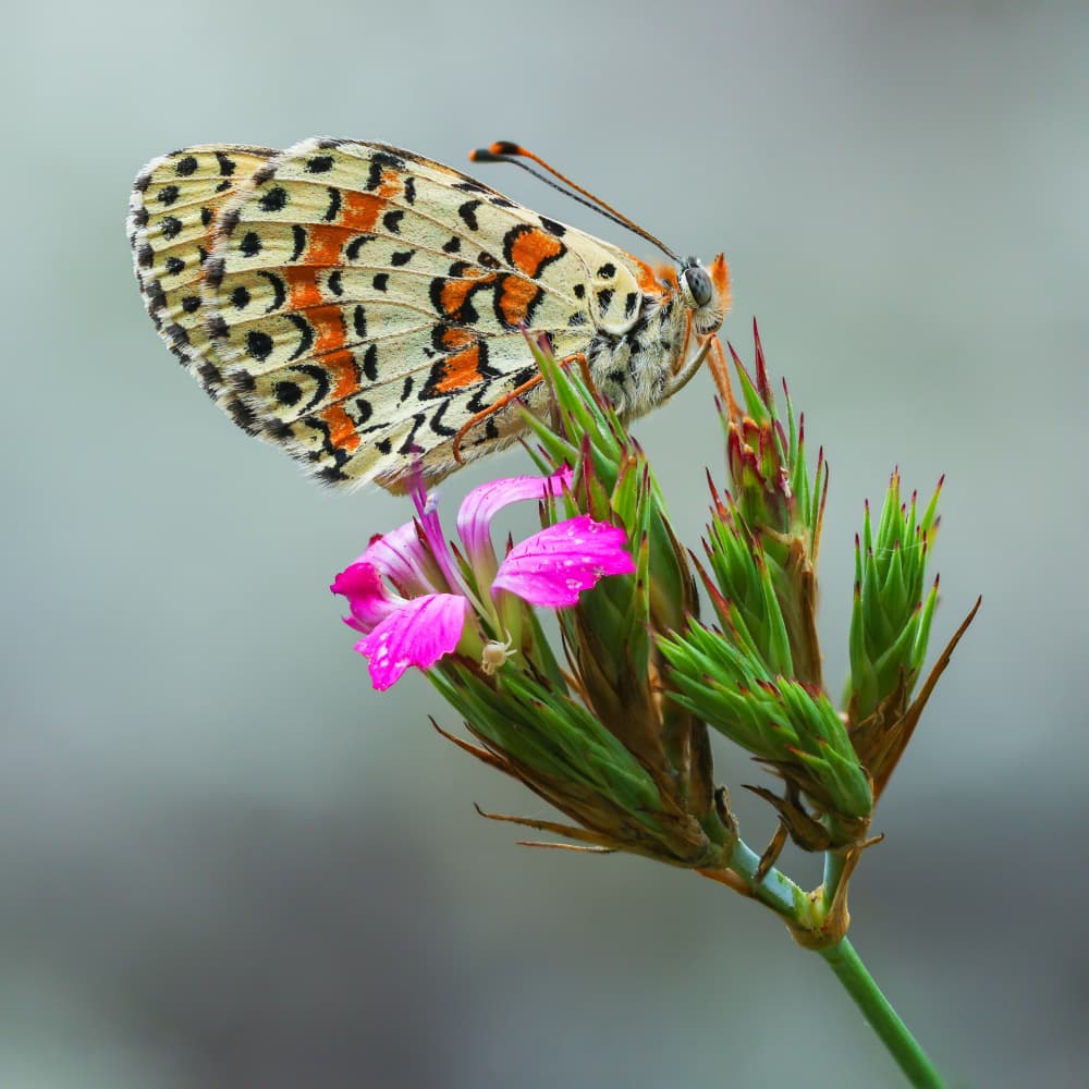 Orange Butterfly on Bloom by Adrian Tudose — canvas wall art