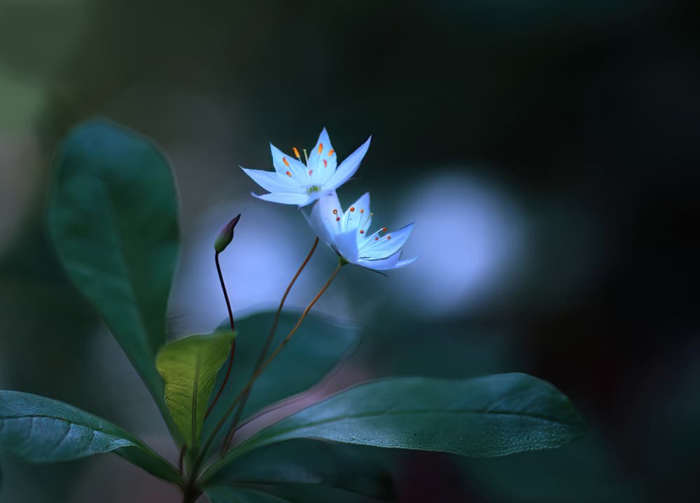 Soft Blue Flowers by Ylva Sjögren — canvas wall art