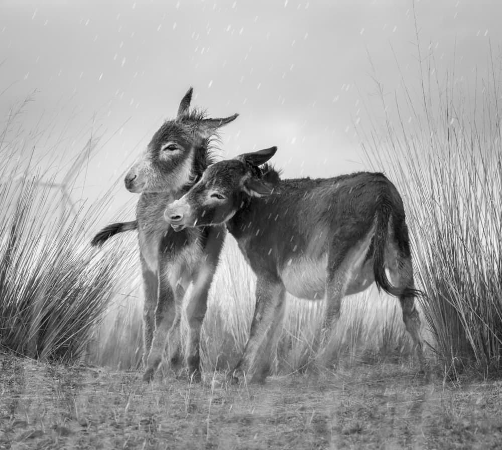 Gentle Donkeys in Rain by AmandaLee — canvas wall art