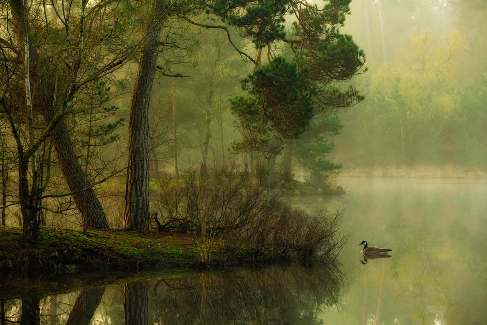 Misty Forest Goose by Anton van Dongen — canvas wall art