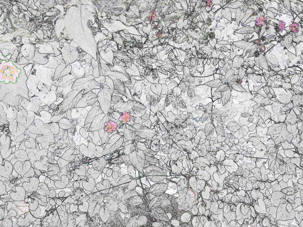 Delicate Botanical Sketch by Santhosh ch — canvas wall art