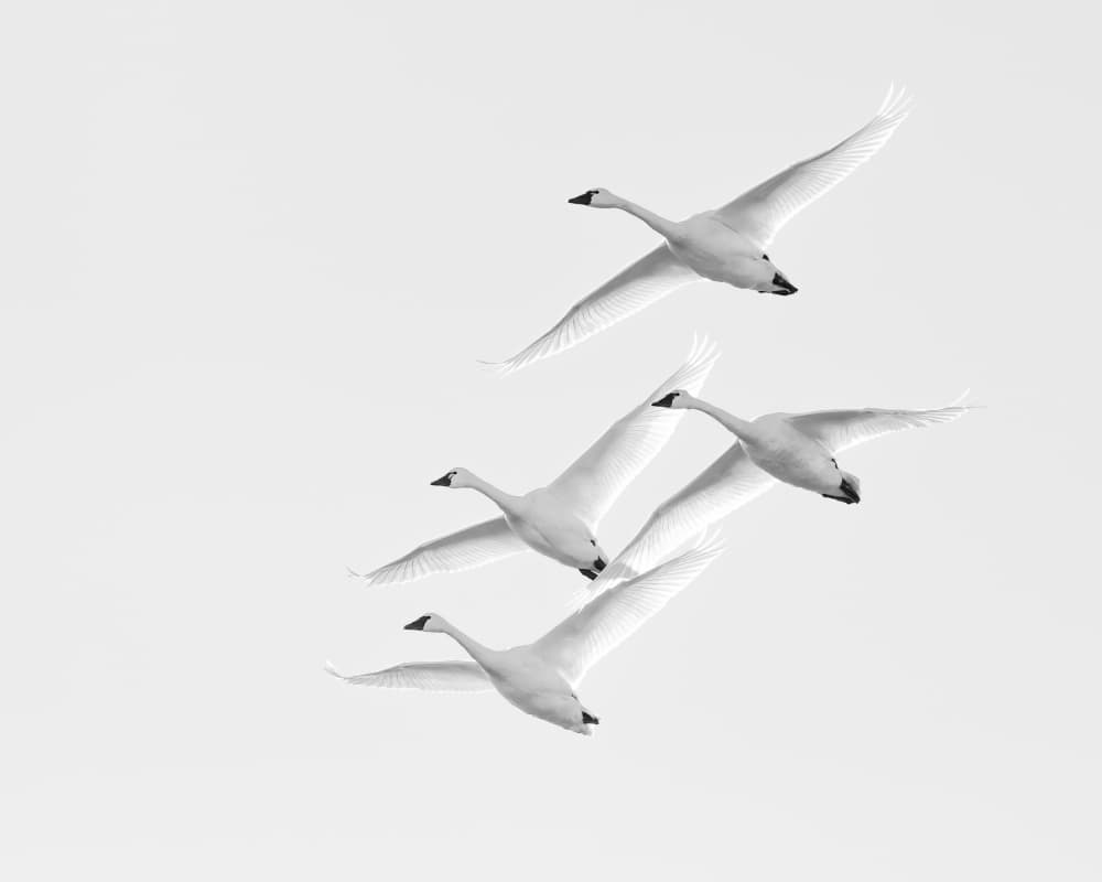 Graceful Swans Flying by Wyn Lewis-Bevan — canvas wall art