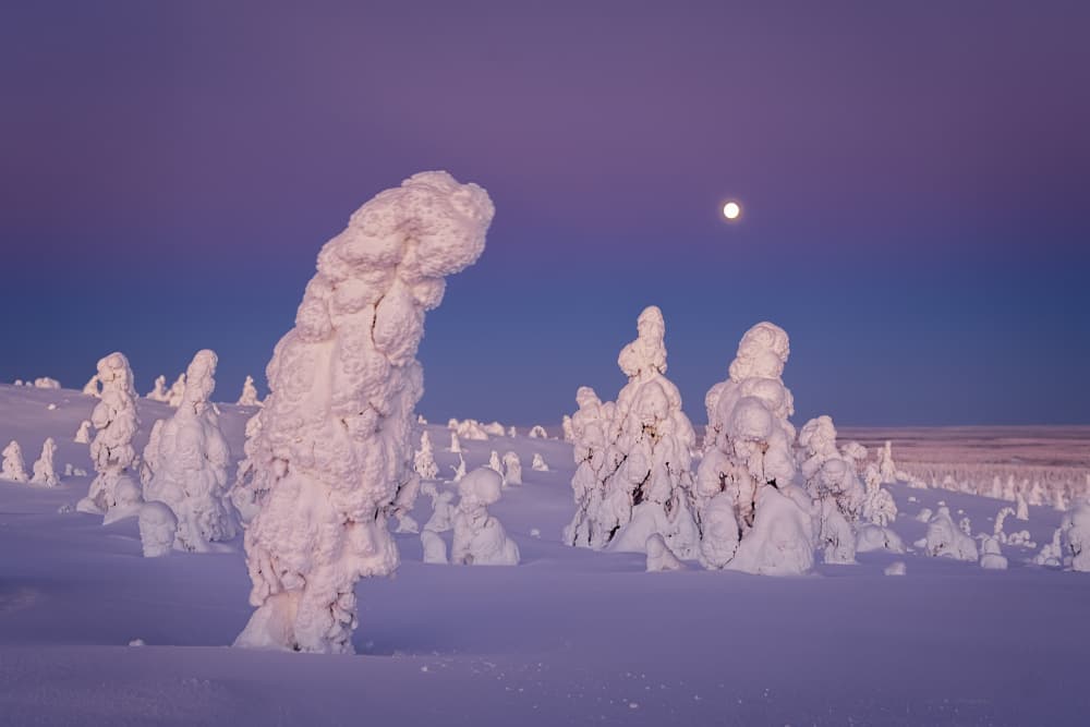 Arctic Forest Moon by Liguang Huang — canvas wall art