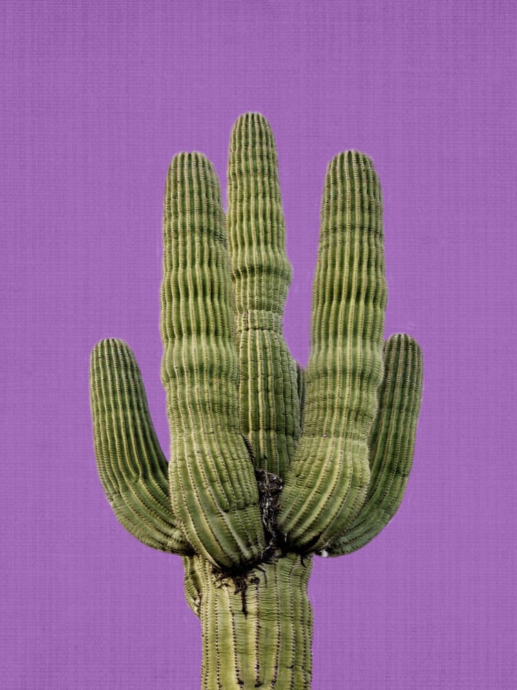 Vibrant Saguaro Purple by Lila &amp; Lola — canvas wall art