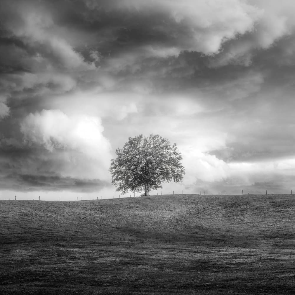 Solitary Tree Sky by Thomas de Franzoni — canvas wall art