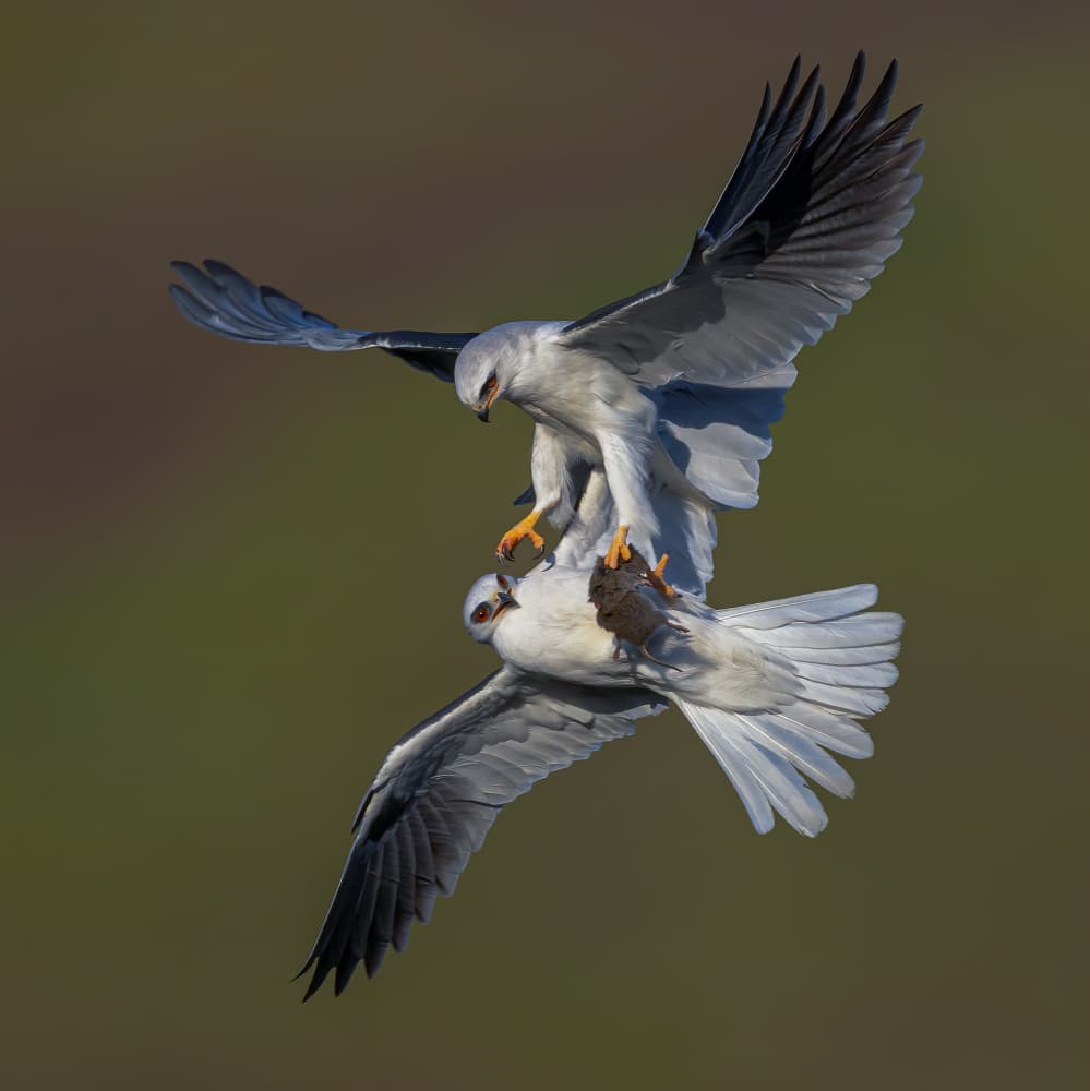 White Kites Midair Dance by Johnson Huang — canvas wall art