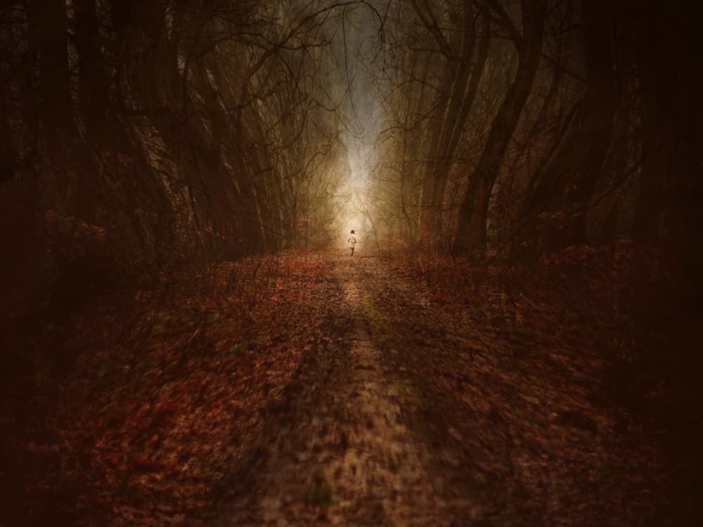 Light Through Dark Woods by Robert Fabrowski — canvas wall art