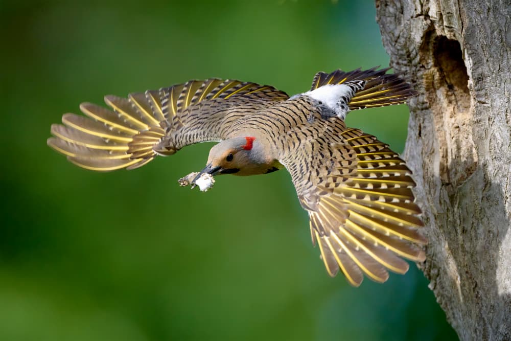 Northern Flicker Flight by Johnny Chen — canvas wall art