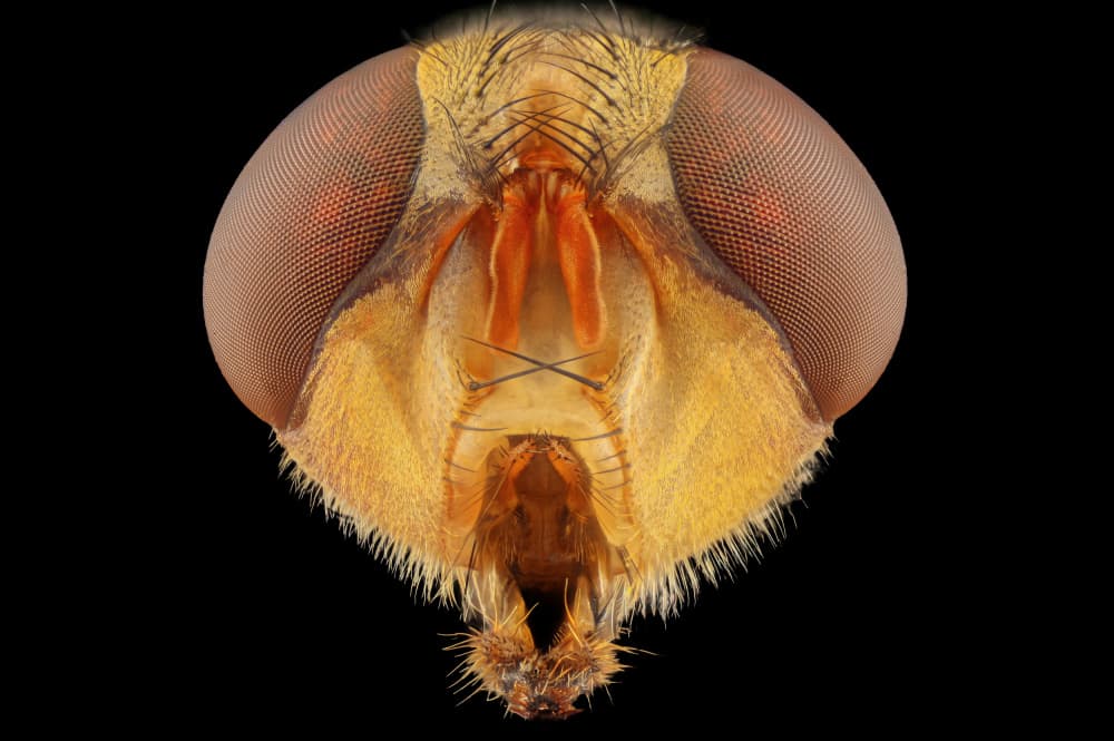 Vivid Fly Detail by Edy Pamungkas — canvas wall art