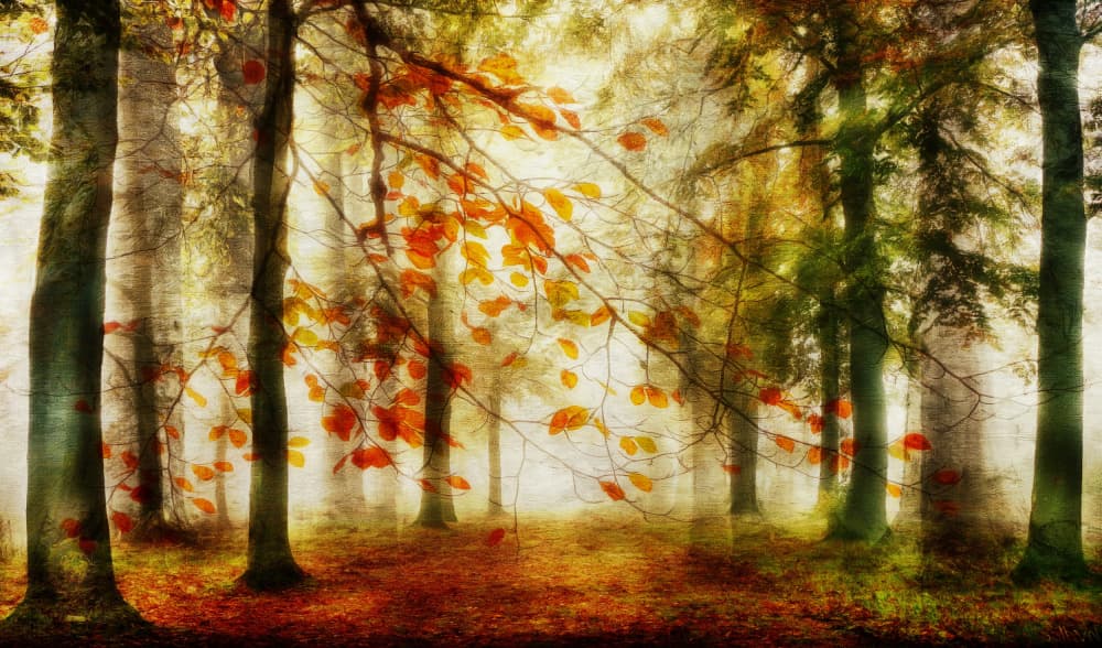 Golden Autumn Path by Hilda van der Lee — canvas wall art