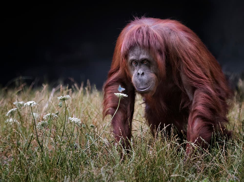 Curious Orangutan by Hugh Wilkinson — canvas wall art
