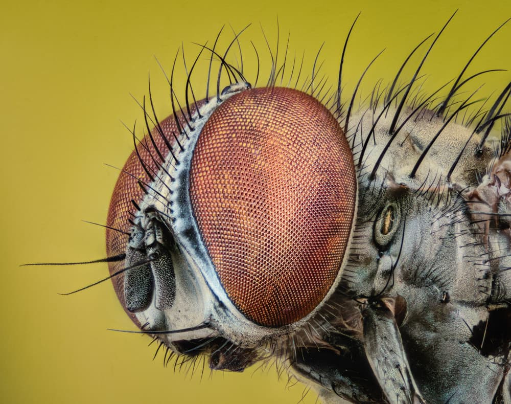 Intricate Fly Head by Antoni Figueras — canvas wall art