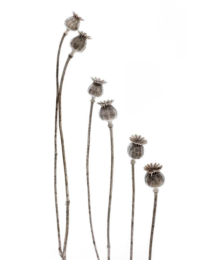 Dried Poppy Pods by Lotte Grønkjær — canvas wall art