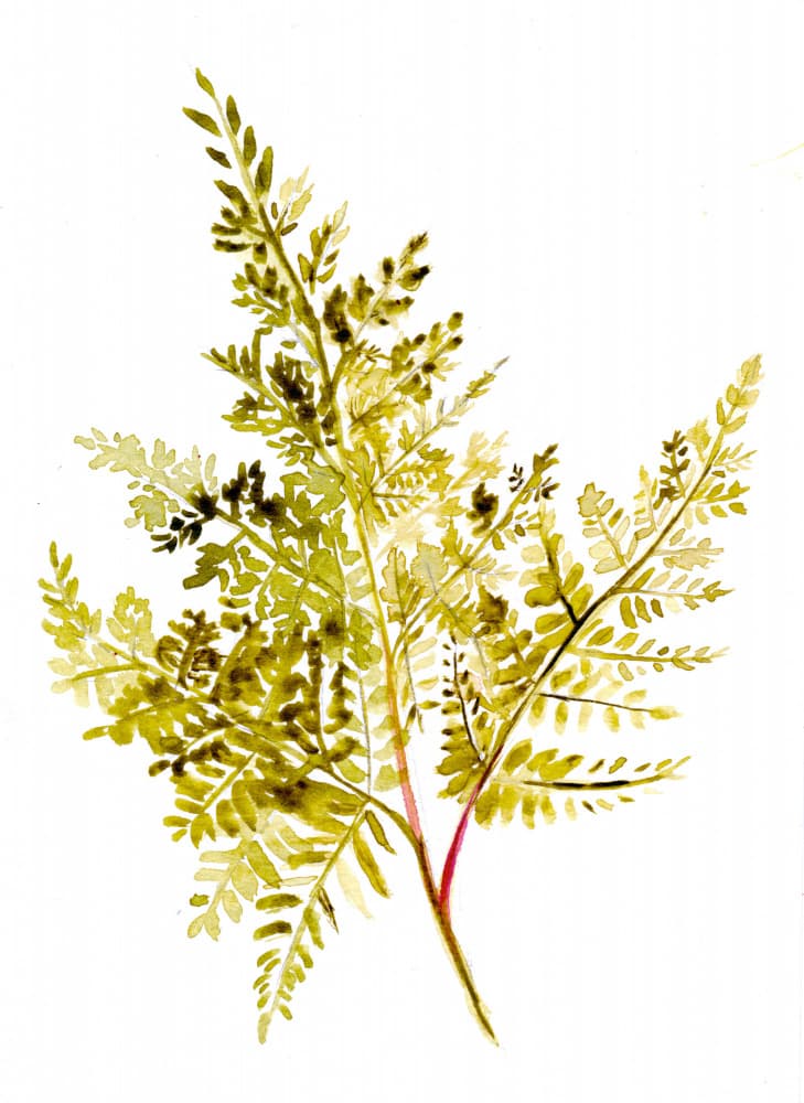 Green Fern Watercolor by Christine Lindstrom — canvas wall art