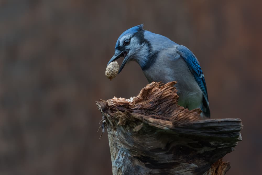 Blue Jay Nut Feast by Patrick Dessureault — canvas wall art