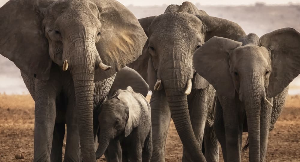 African Elephant Family by C. Ray Roth — canvas wall art