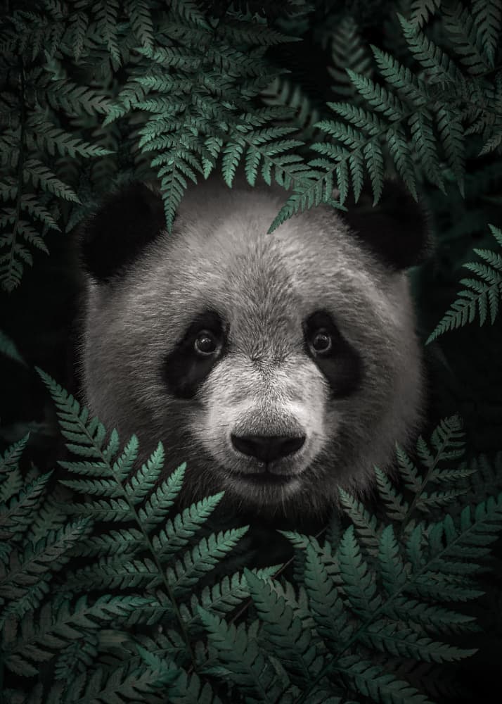 Giant Panda Gaze by Ariz Rab — canvas wall art