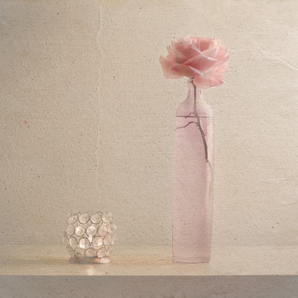 Pink Rose Serenity by Piera Polo — canvas wall art