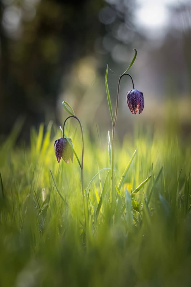 Gentle Fritillary Bells by alberti Patrick — canvas wall art