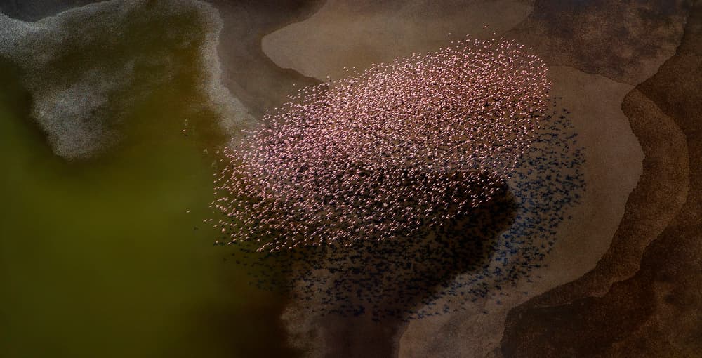 Pink Flamingo Flock by Phillip Chang — canvas wall art